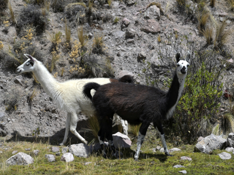 Lamas
